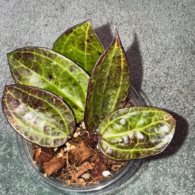 HOYA SP IV WMZ (Welsh Mountain Zoo) EXACT PLANT,  Rooted