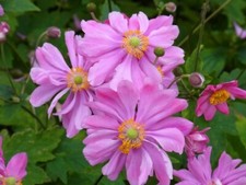 Staude Herbst Anemone japonica Prinz Heinrich 9x9 cm topf