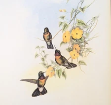 Gould AMETHYSTINE SUN ANGEL Hummingbirds Vintage Bird Art Print Bookplate 245