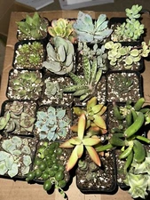 20 succulents for sale! message me for exact ones and pricing! 70$ for all 20!