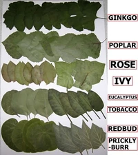55 PCS Pressed Flat Dried Leaves Ivy Redbud Tobacco Pricklyburr Rose Ginkgo Popl