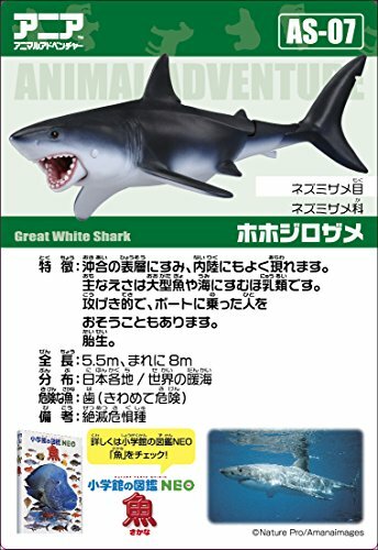 【レア即完売品】H&O SC WING TOP 50 / SHARK サメ レア即完売品】H&O SC WING TOP 50 / SHARK サメ レア即完売品