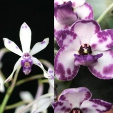 Vandachostylis Pinky coerulea X Rhynchostylis gigantea “Spots” Orchid Hybrid 