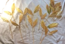 Pressed Lily of the Valley Leaves  w/ Pips Golden 11" Tall Crafts
