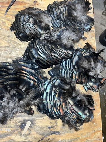 Wild Turkey Body Feathers Feather Art Iridescent Colored  Craft Art SET of 6