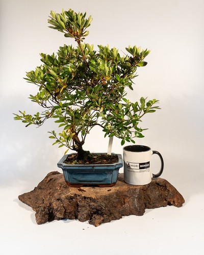 Shohin Japanese Azalea Bonsai Tree | Rhododendron in Pot – Flowering Outdoor - Picture 4 of 6