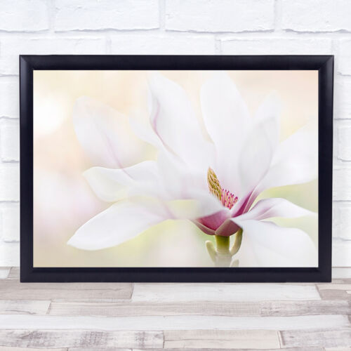 Purity Magnolia White Bloom l Close-Up Wall Art Print - Picture 1 of 1