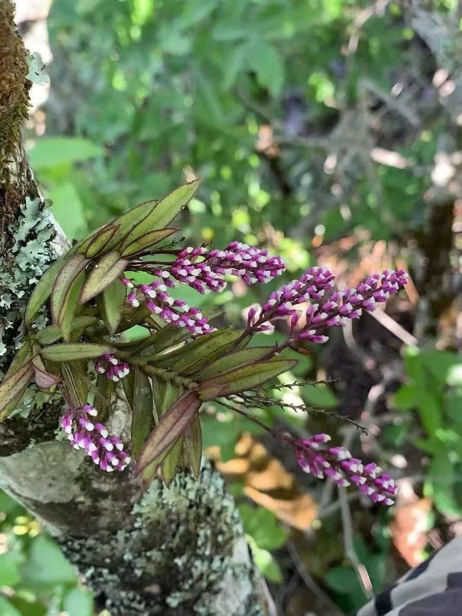Bulbophyllum Tropical Orchids for sale | eBay