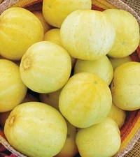 Lemon Cucumber Seeds | Heirloom | Organic | Rare | Productive