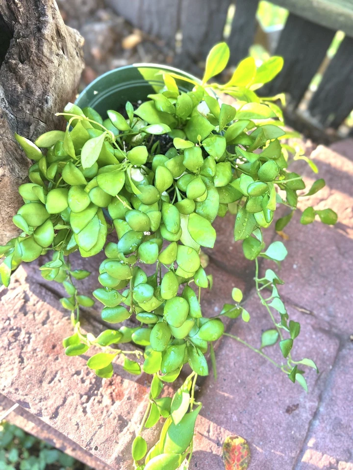 Hoya heuschkeliana Yellow – Exact Plant - Large Full 6” US Seller - Image 3 of 4