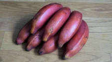 Organic Pink Banana {Musa veluntina} Fast Growing 5 Seeds Free Shipping!