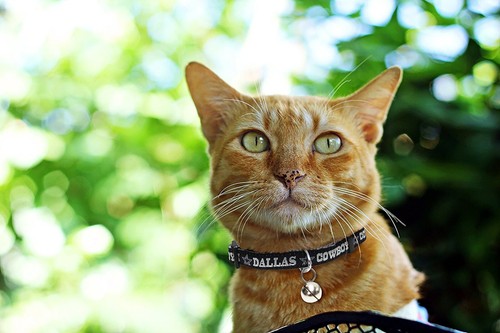 Pets First NFL Breakaway Cat Collar with Ringing Bell Adjustable Pet Collar - Picture 20 of 62