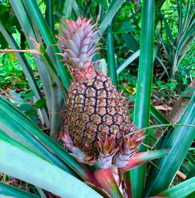 Pineapple 5 Plants Cayena Ananas Comosus Fruits | eBay