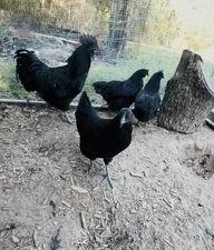 12+ Ayam Cemani Hatching Eggs Rare All Black Chicken