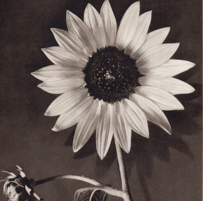 Sunflower Botany Photo Many Flowers In One Blossom 1948 Vintage Print