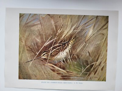 Alter Vintage Farbdruck Britischer Vogel Gemeine Schnepfe