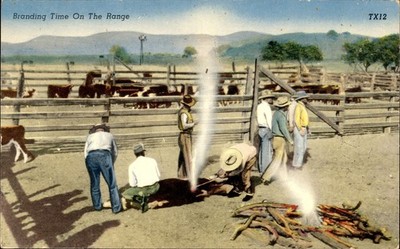 Branding Time On The Range Texas Cowboys Branding Calves Vintage Postcard TX12