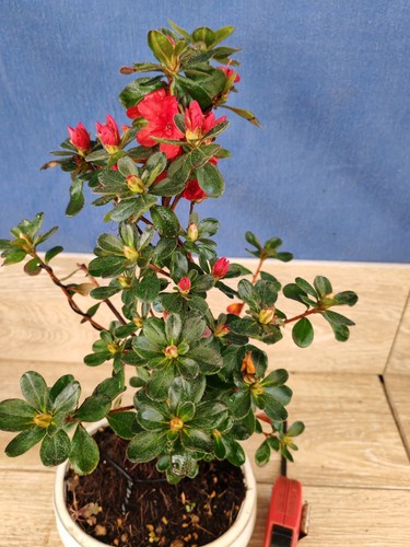 bonsai di azalea h 42 cm visita il negozio - Foto 2 di 9