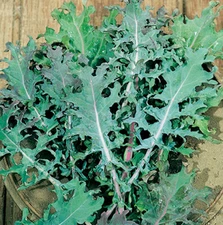 200+Red Russian Kale Seeds(Brassica oleracea)Beautiful Tender Leaves USA