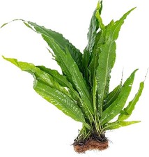 BUY 2 GET 1 FREE Java Fern Microsorum Pteropus Large Live Aquarium Plants
