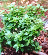 Dwarf Greek Basil, RARE, NON-GMO, Variety Sizes Sold, FREE SHIPPING