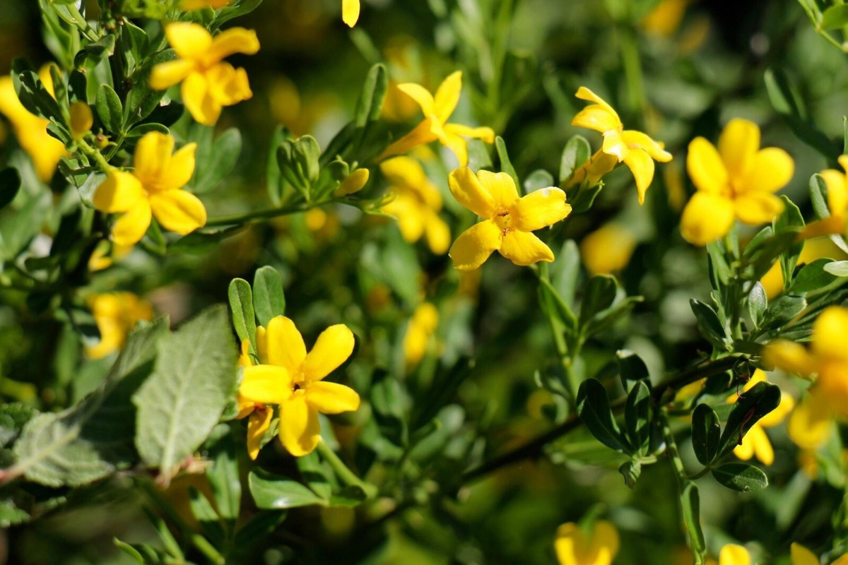20 Seeds Jasmine Silvestre Yellow (Jasminum Fruticans) | eBay