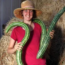 100+ Painted Serpent Cucumber Seeds - ORGANIC - HEIRLOOM - NON GMO -- RARE