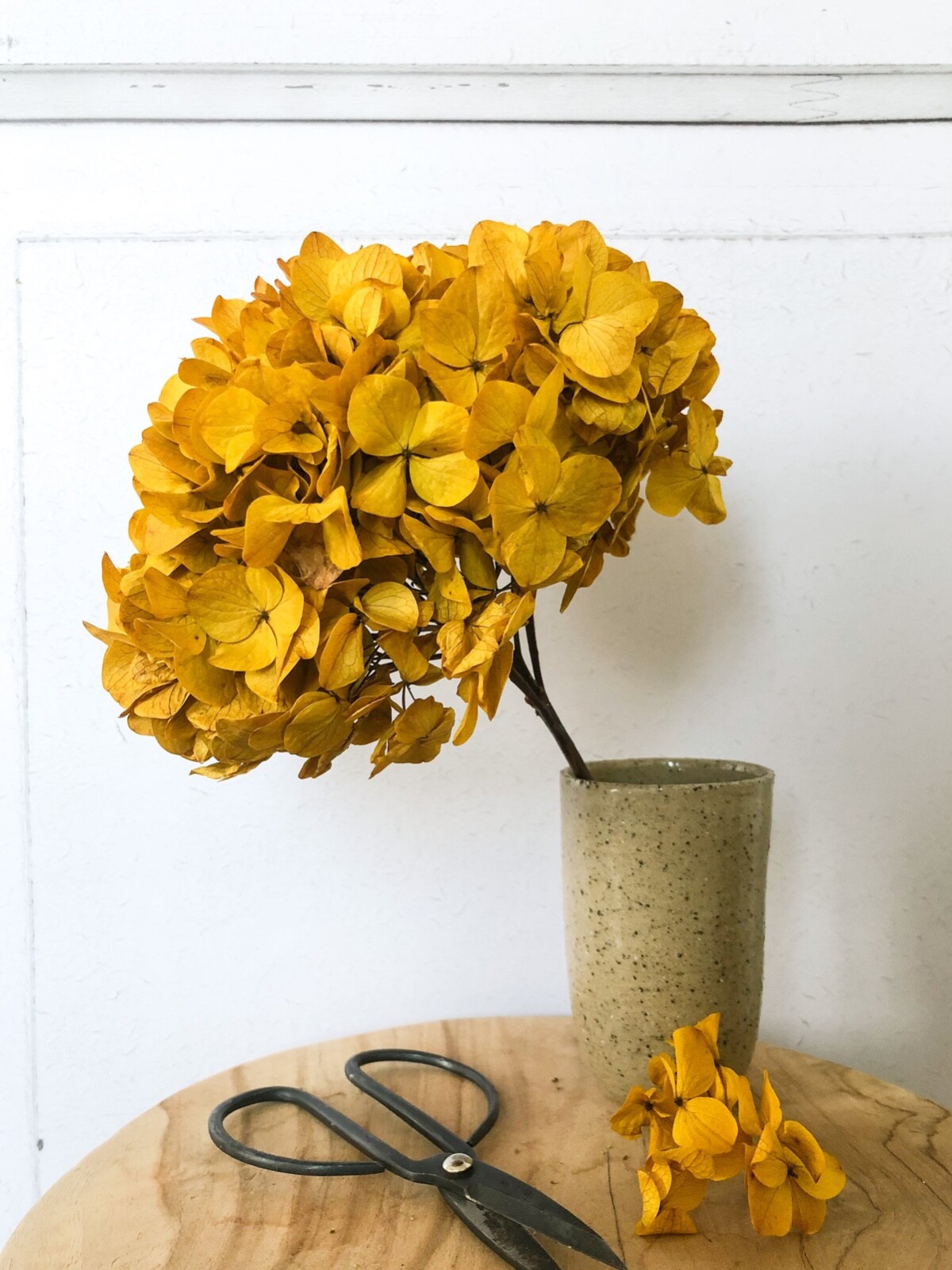Grand pétale hydrangea stabilisé jaune safran 15cm de qualité supérieure