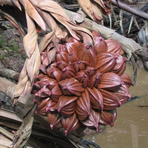 Palma Nipa 1 Semilla Atap Palm Nypa Fruticans Manglar Palma de Tailandia - Imagen 7 de 11