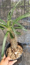 RARE Pachypodium geayi MADAGASCAR PALM TREE Succulent Cacti Cactus Plant 10"
