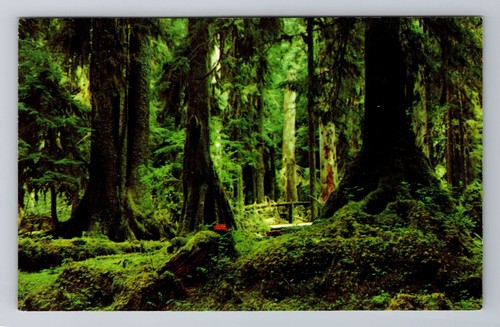 Olympia WA-Washington, Rain Forest, Antik, Vintage Souvenir Postkarte