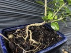 Boxwood Bonsai — photo 3