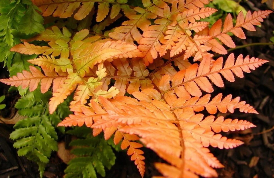 Autumn Fern Plants - 2" Pot - Japanese Shield Fern - Landscape Plants - Image 2 of 4