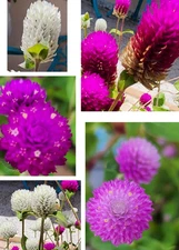 Globe Amaranth | Purple | White | Strawberry Cream | 60+ Seeds Easy to Grow