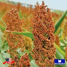 60 Rox Orange Syrup Cane Sorghum Seeds Non-GMO Heirloom
