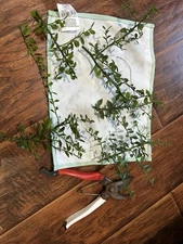 Australian Red Finger Lime 5 Cuttings. Look At Pic In Cm