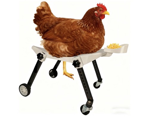 Medium Chicken Wheelchair Adjustable Poultry Mobility Aid Cart White