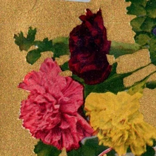 Antique DB Postcard Smile Poem Carnation Flowers Gold Background c1909