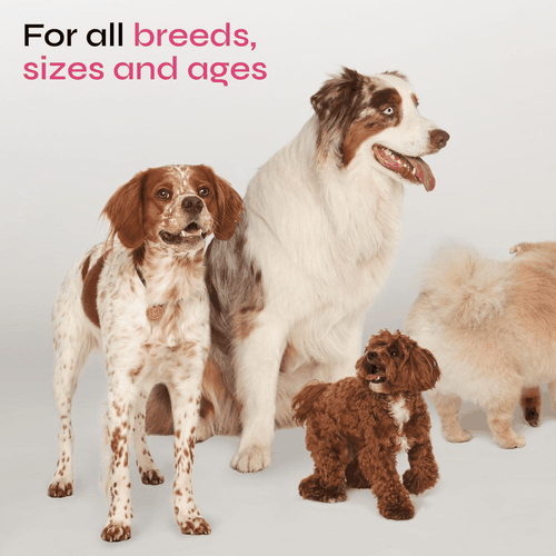 Dog Allergy Relief Chews Dog Itching Skin Relief Anti Itch for Dogs Duck Flavor - Picture 7 of 8