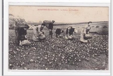PITHIVIERS-enGATINAIS: saffron, picking - very good condition