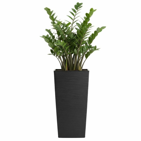 Howhomely Pflanztopf ÜBertopf Blumentopf Schwarz Pflanzgefäß H46Xb25 Geriffelt-image