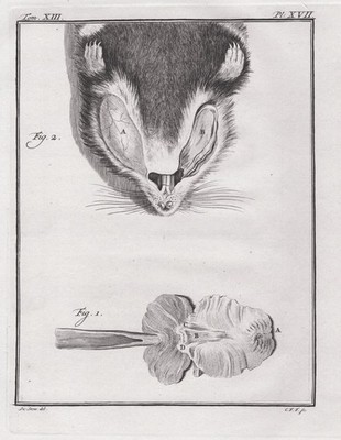 Hamster head Kopf Knochen bones engraving Kupferstich Buffon 1780
