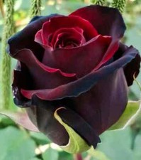 Red and Black Rose Seeds  Flower Beautiful  Rare  Exotic  Plant  Bouquet