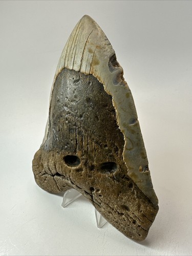 Megalodon Haizahn 6,13 Zoll - massiv - echtes Fossil - breit - echt 18569 - Bild 2 von 8