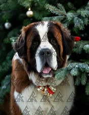 Digital Image Wallpaper AI