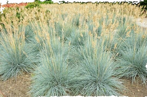 Scotts EZ Seed Patch & Repair Centipede Grass 20 lbs. Covers up to 445  sq.ft. | eBay