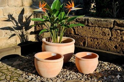 Pflanzkübel,Pflanzgefäß,Blumentopf,helles Terracotta,frostfest!3 Größen wählbar