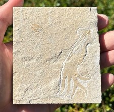 Fossil Squid Lebanon Soft Body Preservation Cretaceous SUPERB Cephalopod