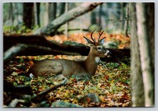Postcard Pennsylvania Spruce Lake Retreat White-Tailed Deer Buck 62D