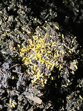 Yellow Albino Springtails 50 Collembola Bioactive Clean-Up Crew Culture LAG